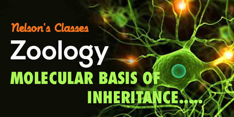 MOLECULAR BASIS OF INHERITANCE…