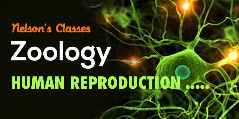 HUMAN REPRODUCTION….