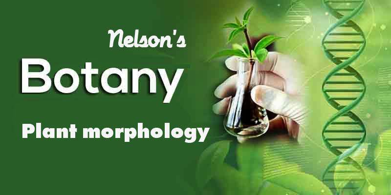 MORPHOLOGY OF FLOWERING PLANTS