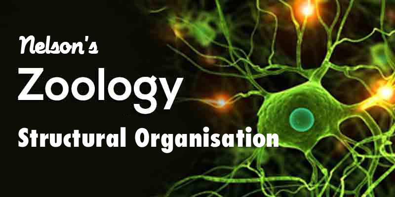 STRUCTURAL ORGANISATION