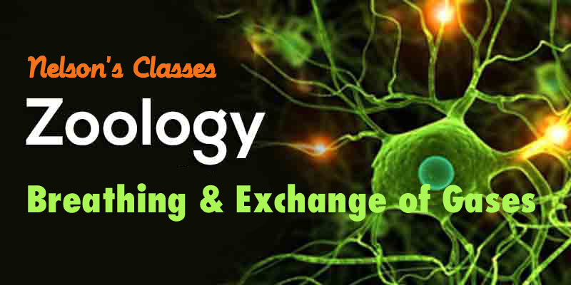 BREATHING AND EXCHANGE OF GASES