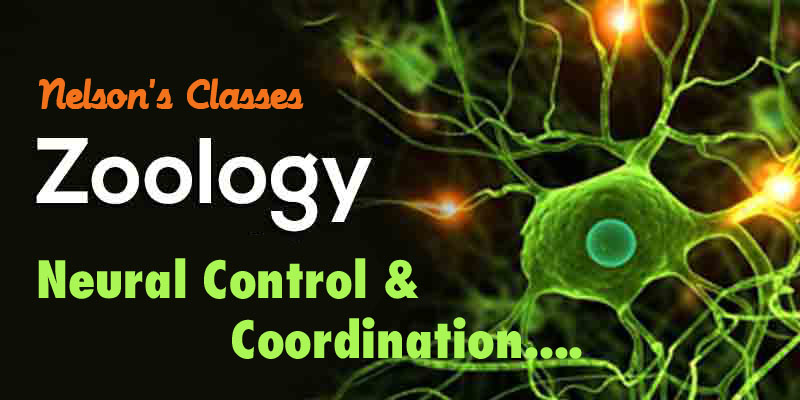 NEURAL CONTROL AND CO ORDINATION
