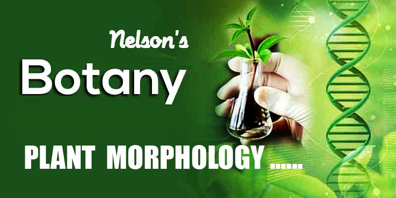 MORPHOLOGY OF FLOWERING PLANTS ….