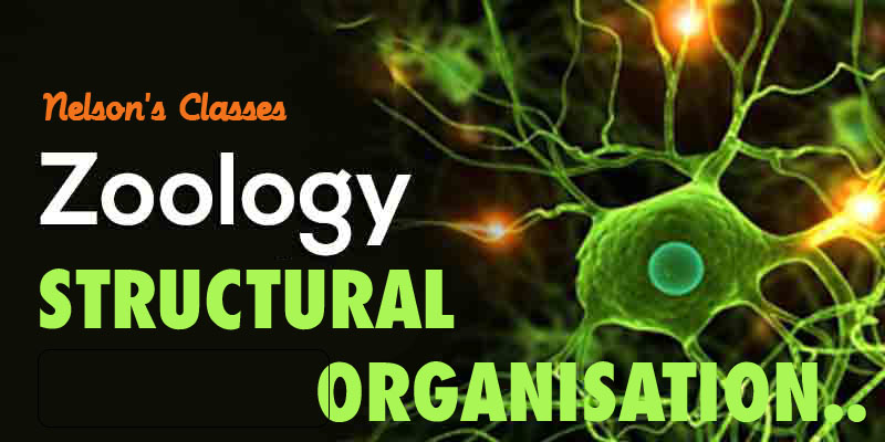 STRUCTURAL ORGANISATION….